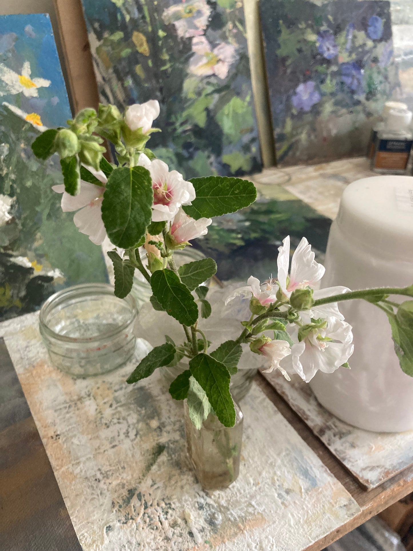 Tree Mallow in the studio window